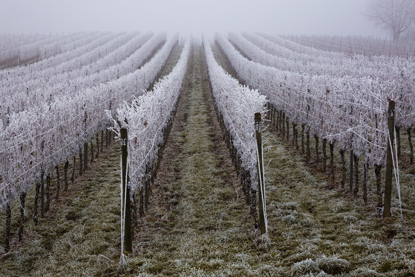 Weingarten bei Frost