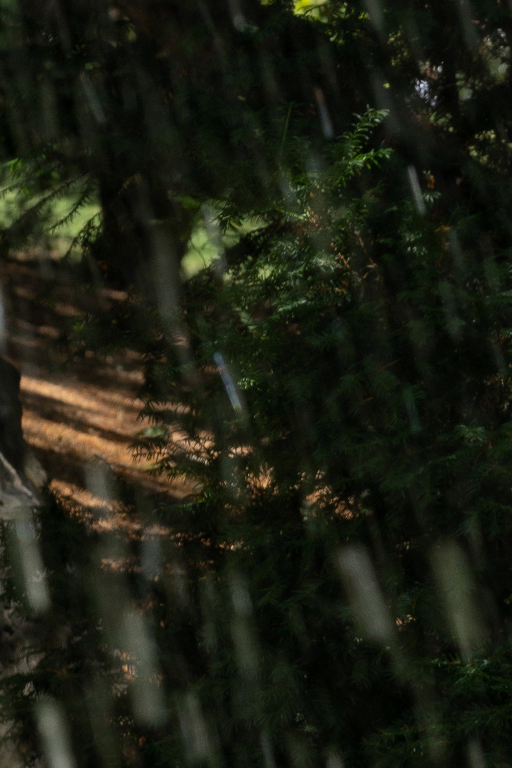 Barbora Handzelová foto.jpg