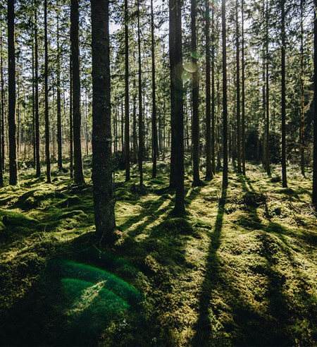 Tieto uudistaa Harvestian puunhankintajärjestelmän ja integroi sen ekosysteemipalveluihin