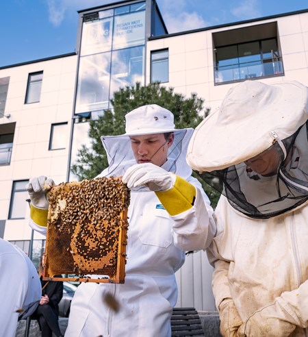 Ett nätverk av uppkopplade bikupor med hjälp av offentliga moln